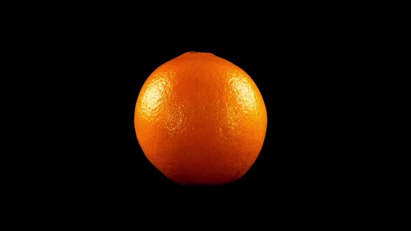 Oranges on a Black Background 4