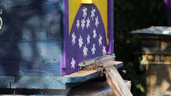 Bees at the entrance to the hive