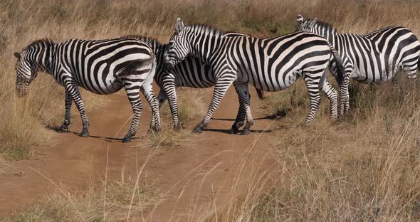 Grant's Zebra, equus burchelli boehmi, Herd at Nairobi Park in Kenya, Real Time 4K