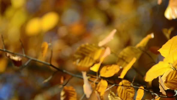 Autumn leaves on the branches of a tree.