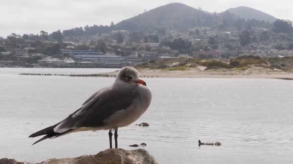 A bird and the sea otters in the background at Morro Bay, California, USA