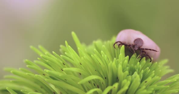 Tick (Ixodes ricinus) danger insect