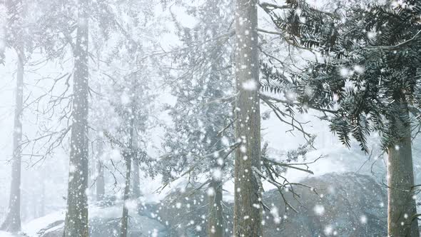 Heavy Snowstorm in Conifer Forest alt