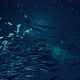 A Lot Of Fish Are Hunting For Plankton - VideoHive Item for Sale