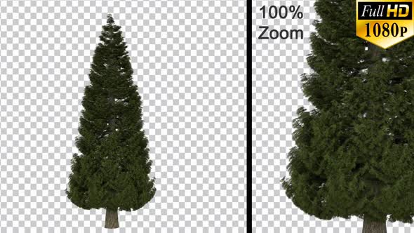 Breezy Pine Tree - Alpha Channel - Full Hd