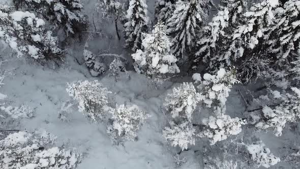 Aerial top down shot through beautiful frozen woods reveal Snow covered house