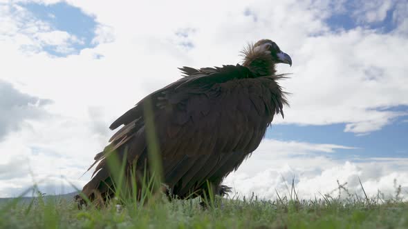 A Free Wild Cinereous Vulture Bird in Grassland