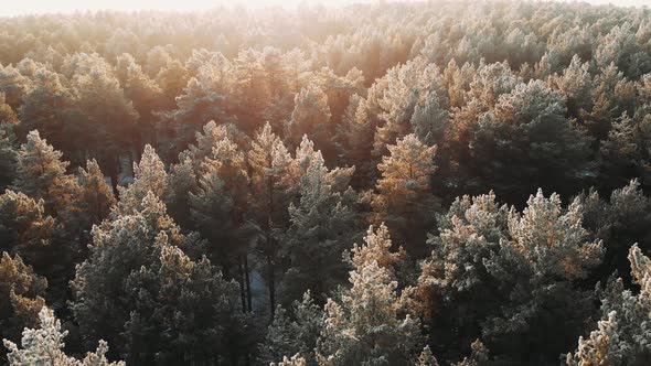 Aerial Shot Of Forest In Winter At Sunset with Flying Snowflakes. Drone Footage Flight Over Winter