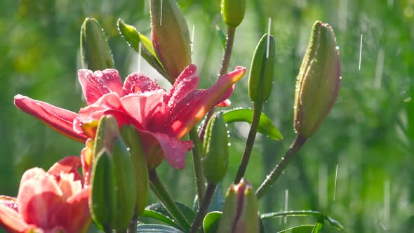 Pink Lily Flower Under Rain