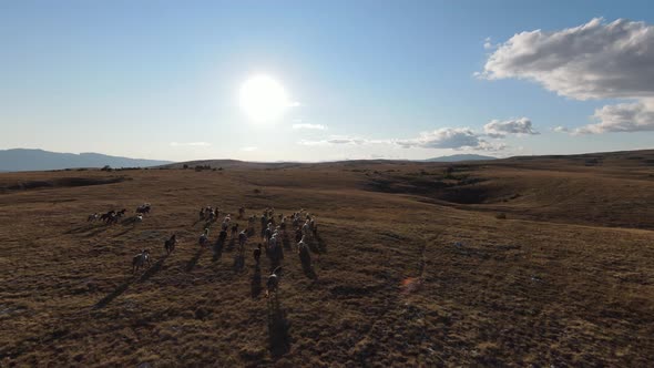 Aerial FPV Drone Shot of a Chasing and Flying Close Around Herd of Wild Horses Running on a Field at