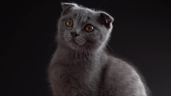 British Scottish Fold Cat Close Up Portrait