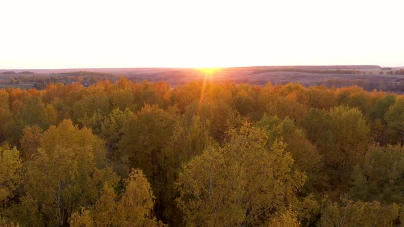 Aerial Flying Over Trees In Forest Golden Red Yellow Color On Fall Evening