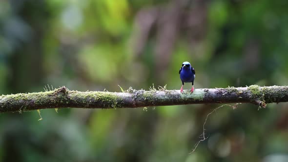 Red Legged Honeycreeper (cyanerpes cyaneus), a Bright Blue Colourful Tropical Bird in Costa Rica, Wi