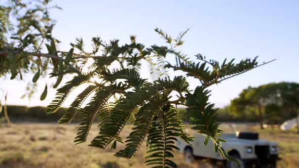 Tree branch and vehicle parked in landscape 4k