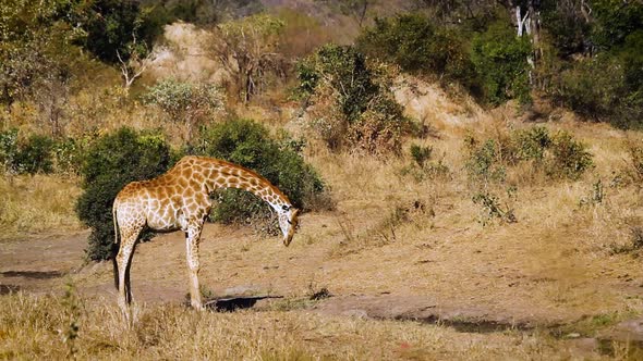 Giraffe in Kruger National park, South Africa