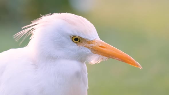 White Cattle Egret Wild Bird Also Known As Bubulcus Ibis Walking on Green Lawn in Summer