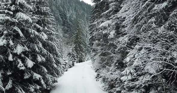 The Drone is Moving on the Road in the Winter Dense Snowcovered Forest with a Country Road