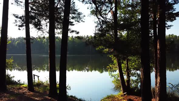 Morning In A Pine Forest