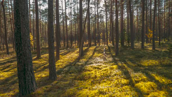 Beautiful Sunset Sun Sunshine In Sunny Summer Coniferous Forest