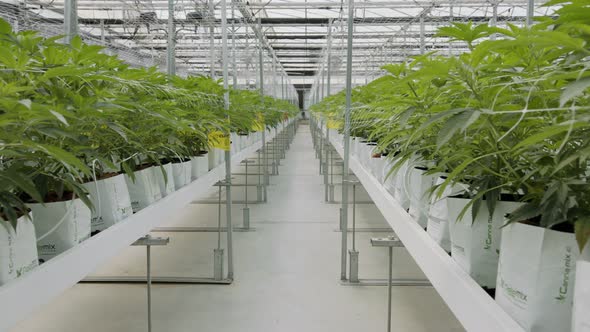 Medical Cannabis plants growing under controlled conditions in a large greenhouse