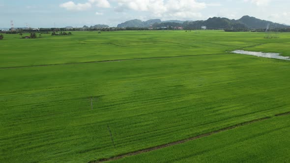 The Paddy Rice Fields of Kedah and Perlis, Malaysia