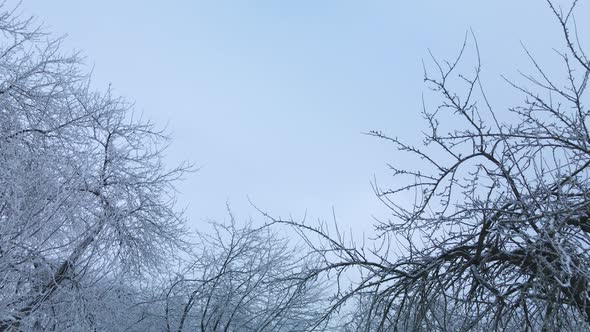 Winter city garden.  Trees in the snow. Flying over a snow-covered park. Aerial photography.