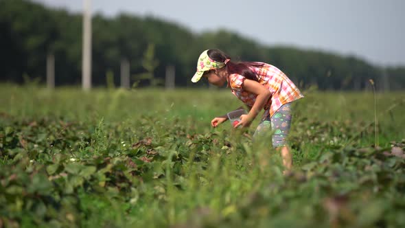 Funny Little Girl Picking and Eating Strawberries on Organic Bio Farm on Warm Sunny Day