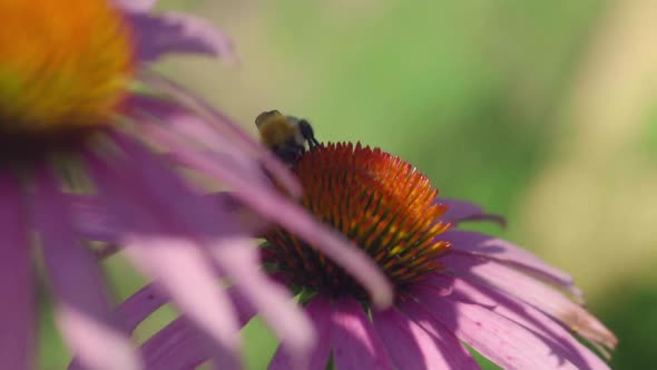 Bumblebee on a Echinacea Flower