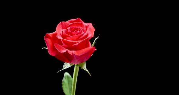 Beautiful, Bloomed Red Rose Slowly Spins Over Black Background