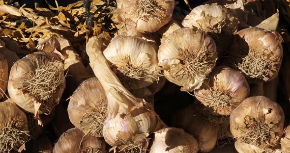 Fresh vegetables on stalls in a southern France market. Fresh garlic.