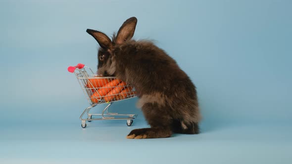 Little black bunny easter rabbit climb to eat carrot in shopping cart on blue screen