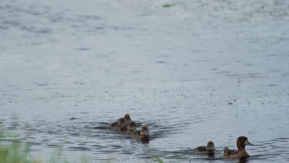 Duck with a Brood Floats Along the River