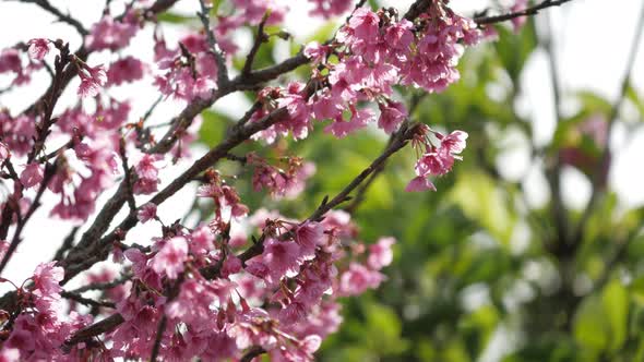 Japanese Sakura