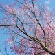 Wild Himalayan Cherry Spring Blossom in Garden - VideoHive Item for Sale