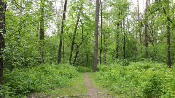 Wild Forest Landscape on a Summer Day