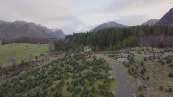 aerial drone orbits Christmas tree plantation. Tractor carries trees.