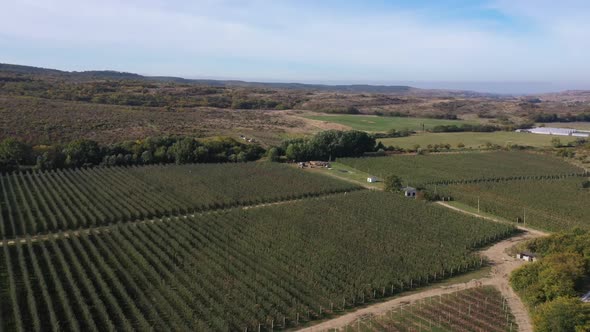 An Orchard From Aerial View