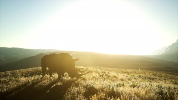 Rhino Standing in Open Area During Sunset