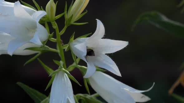 Bumblebee on Campanula Flower