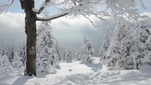 A Snowcovered Forest Winter Landscape in Mountains  Clouds in the Background