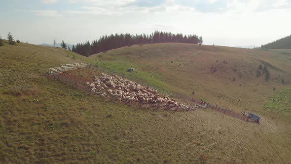 Sheep in Sheepfold in Carpathian Mountains