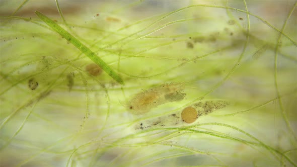 The Movement of Organisms Among Algae Under a Microscope