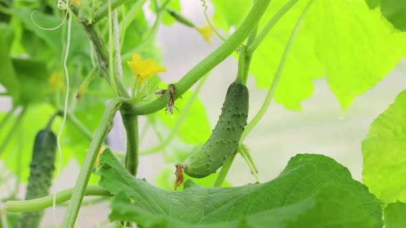 A Young Green Cucumber Hangs on a Bush in a Greenhouse