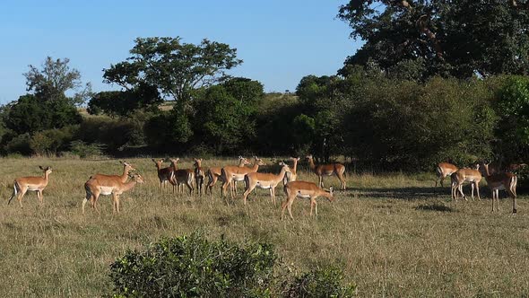 980447 Impala, aepyceros melampus, Females, Masai Mara Park in Kenya, slow motion