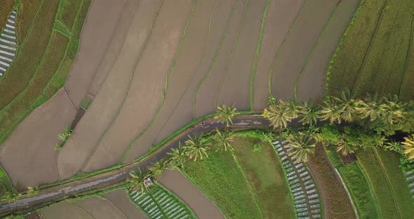 Ascending top view of indonesian countryside fields with road and palm trees surrounded by agricultu