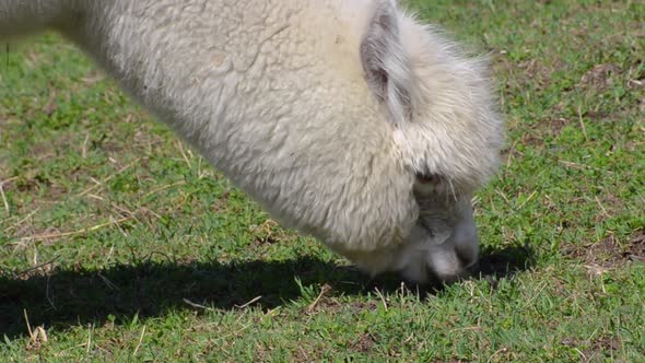 Single White Alpaca Eating Grass