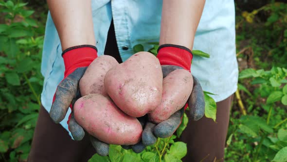 Woman Farmer Holding Potato Tubers in Her Hands.
