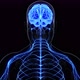 Human Nervous System - VideoHive Item for Sale
