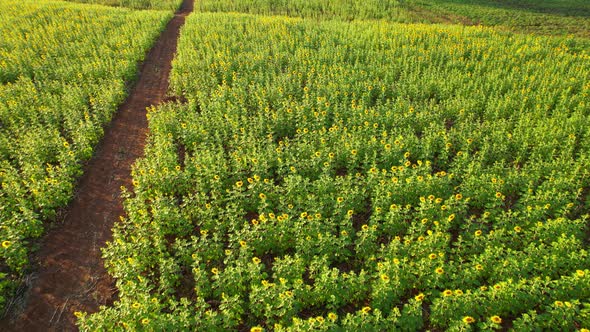 4K Aerial drone shot flying over sunflower fields in sunset