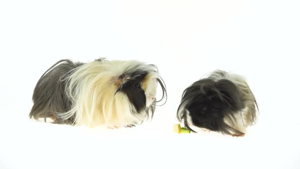 Fluffy Sheltie Guinea Pigs Eating Isolated on a White Background in Studio. Close Up